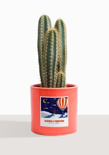 Cactus - Pilosocereus Azureus 24