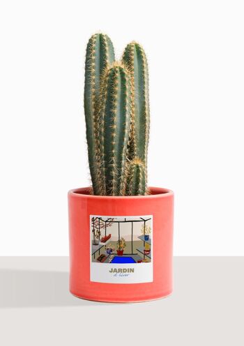 Cactus - Pilosocereus Azureus 25
