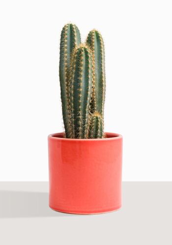 Cactus - Pilosocereus Azureus 26