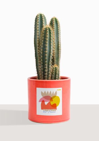 Cactus - Pilosocereus Azureus 27