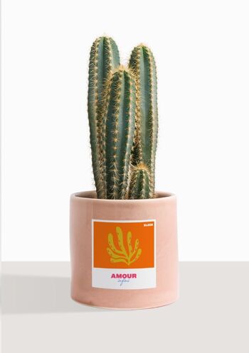 Cactus - Pilosocereus Azureus 28
