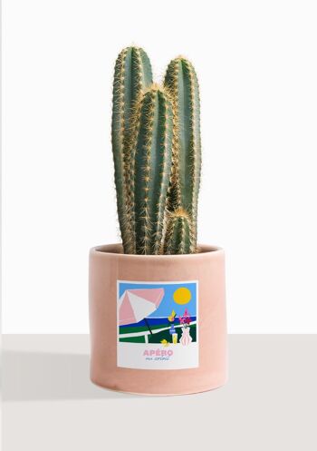 Cactus - Pilosocereus Azureus 29