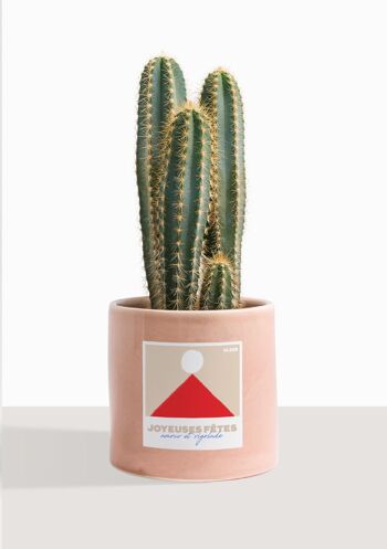 Cactus - Pilosocereus Azureus 30