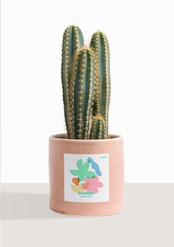 Cactus - Pilosocereus Azureus 31