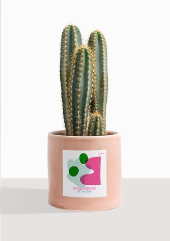 Cactus - Pilosocereus Azureus 32