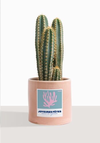 Cactus - Pilosocereus Azureus 33