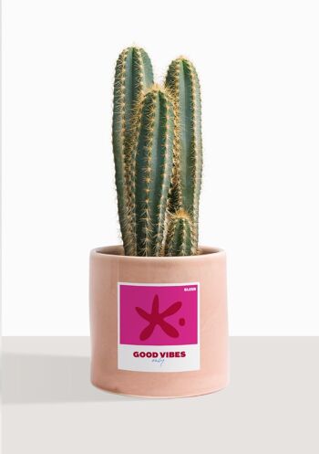 Cactus - Pilosocereus Azureus 35