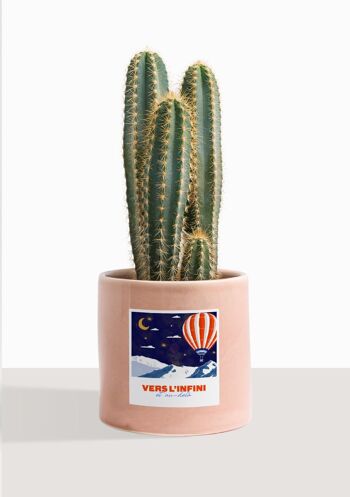 Cactus - Pilosocereus Azureus 36