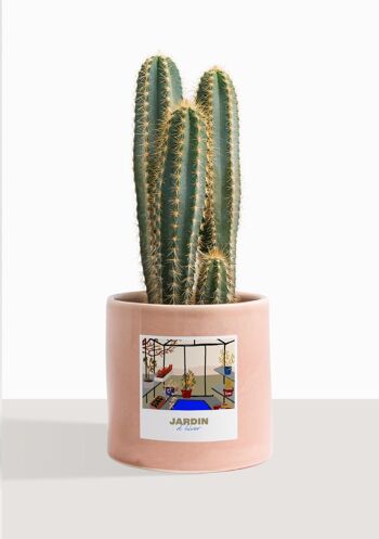 Cactus - Pilosocereus Azureus 37