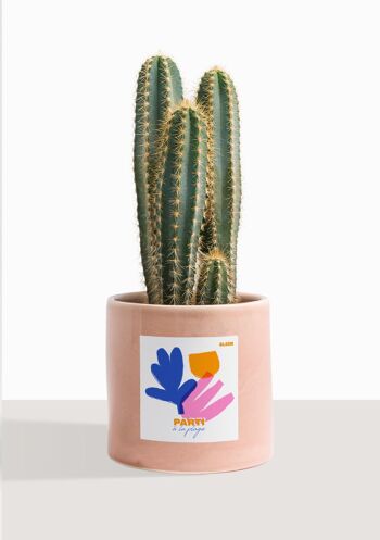 Cactus - Pilosocereus Azureus 38