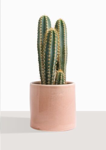 Cactus - Pilosocereus Azureus 39