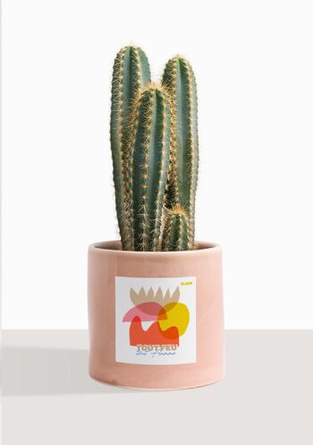 Cactus - Pilosocereus Azureus 40