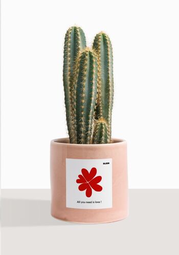 Cactus - Pilosocereus Azureus 41