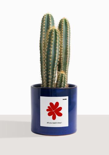Cactus - Pilosocereus Azureus 48