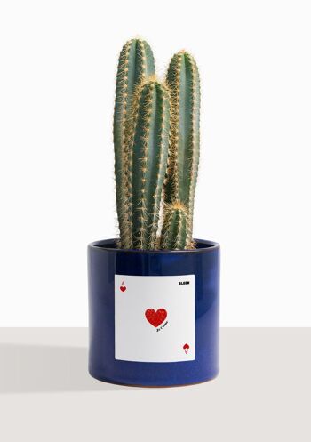 Cactus - Pilosocereus Azureus 49