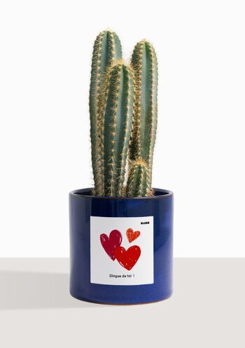 Cactus - Pilosocereus Azureus 50