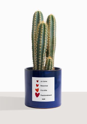 Cactus - Pilosocereus Azureus 51