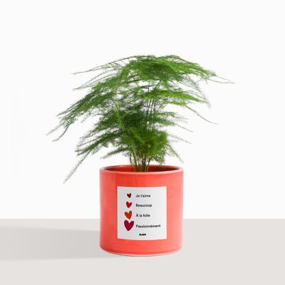 Pianta d'appartamento (Pianta succulenta - Asparagus plumosus)