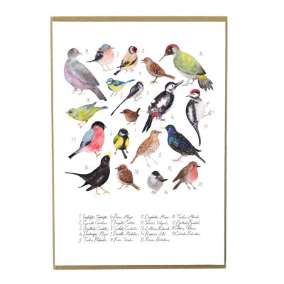 Stampa artistica di uccelli da giardino britannici di Aves