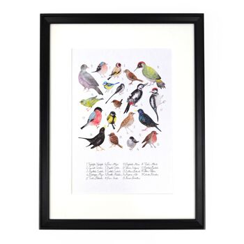 Oiseaux de jardin britanniques Aves Impression artistique 2