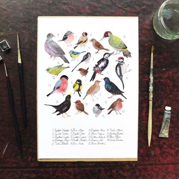Oiseaux de jardin britanniques Aves Impression artistique 3