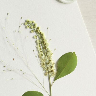 Sealed herbarium Cherry tree • card 13×18 cm • customizable