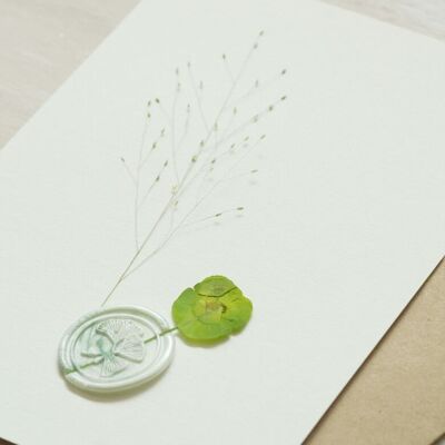 Erbario sigillato Euphorbia • cartoncino 13×18 cm • personalizzabile
