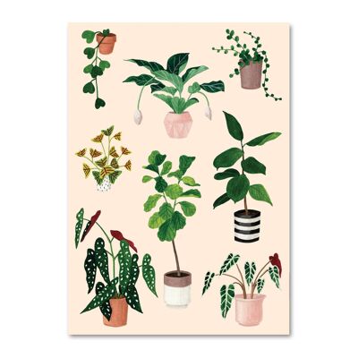 Postkarten-Zimmerpflanzen