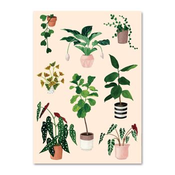 Carte postale Plantes d'intérieur 1