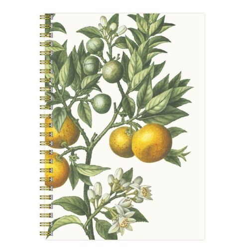Notebook Citron Bigaradia