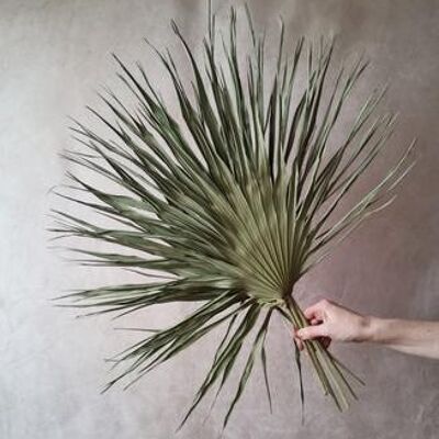 Large dried palms x5