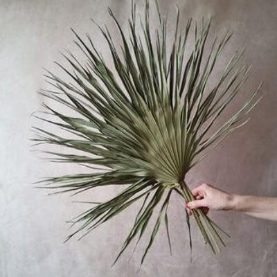 Large dried palms x5