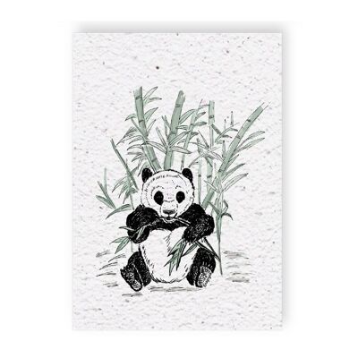 Groeikaart Pandabeer