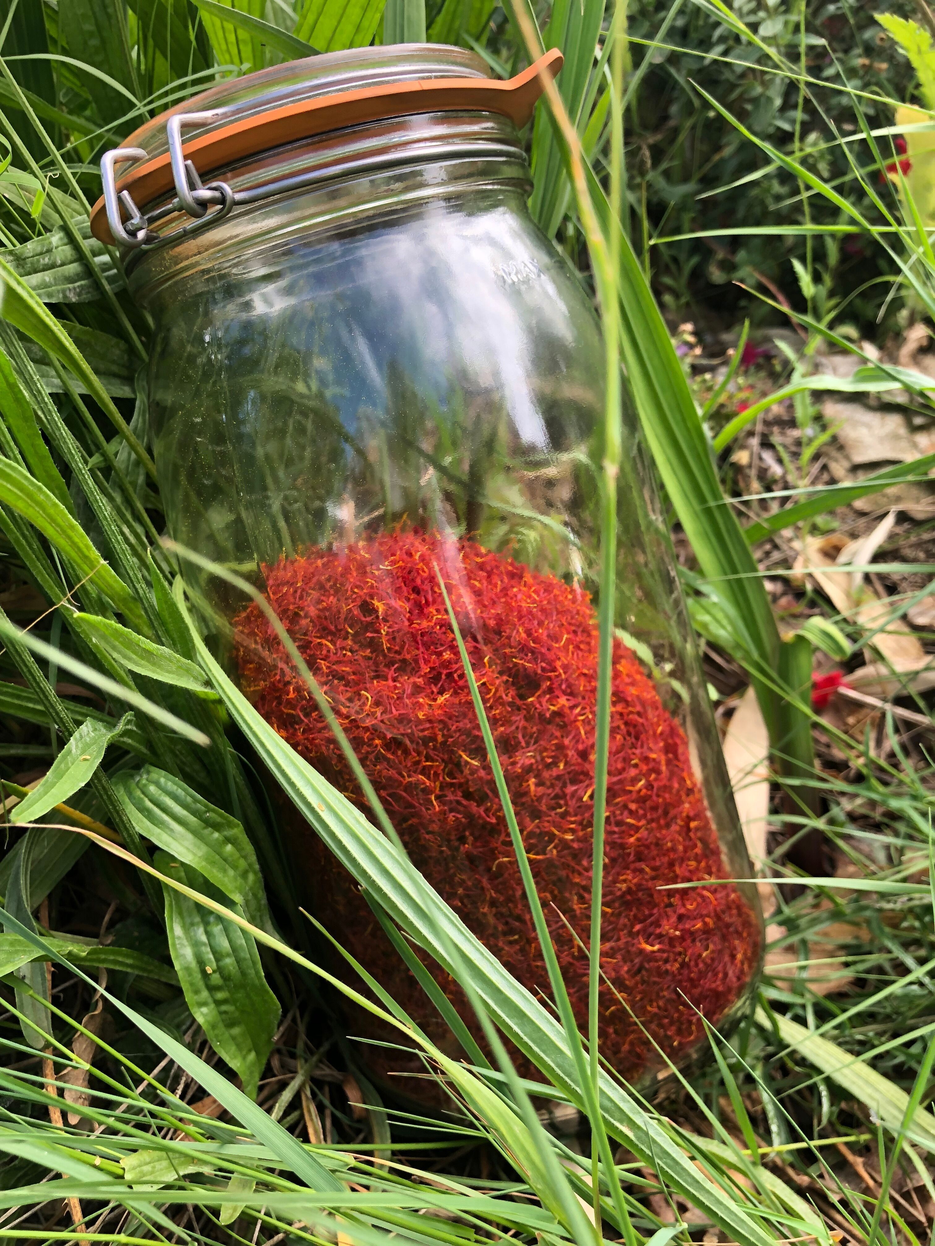 Bio-Safranblütenwasser