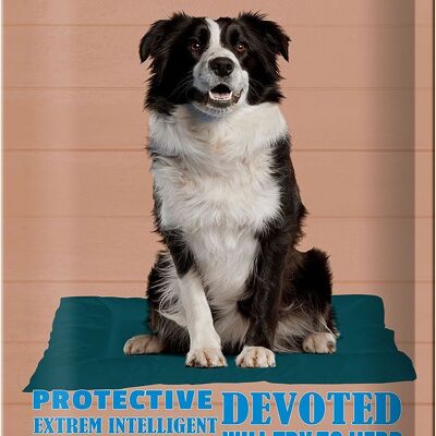 Cartel de chapa que dice 20x30cm Border Collie perro protector