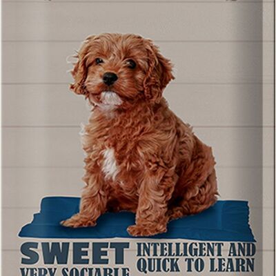 Blechschild Spruch 20x30cm Cavapoo Hund sweet friendly