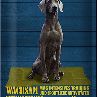 Cartel de chapa que dice 20x30cm Perro Weimaraner alerta rápidamente