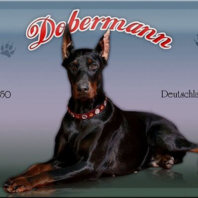 Cartel de chapa perro 30x20cm Doberman 1850 Alemania