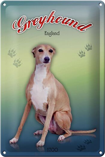 Plaque en tôle chien 20x30cm Greyhound England 1