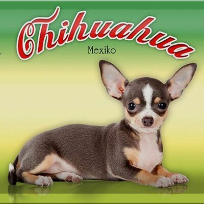 Blechschild Hund 30x20cm Chihuahua Mexiko Wanddeko