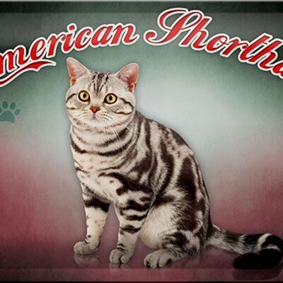 Cartel de chapa gato 30x20cm American Shorthair decoración de pared