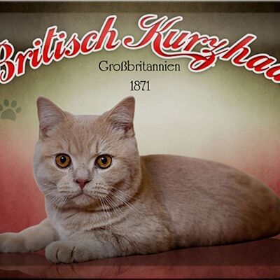 Blechschild Katze 30x20cm British Kurzhaar Großbritanien