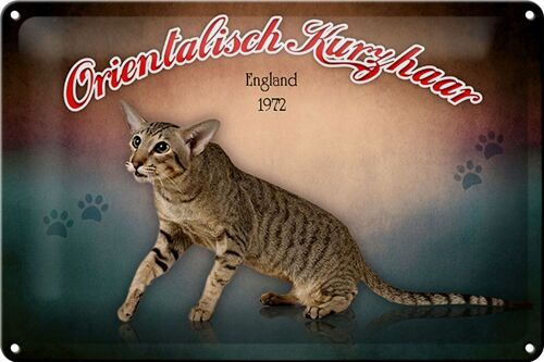 Blechschild Katze 30x20cm Orientalisch Kurzhaar England