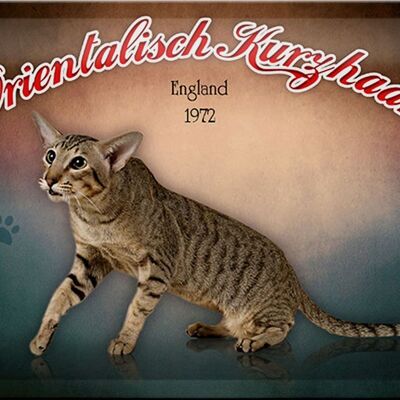 Tin sign cat 30x20cm Oriental Shorthair England