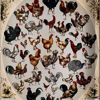 Metal sign poultry type 20x30cm the poultry of the world