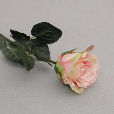 Rosa 'Madame', doble, L = 37 cm, rosa