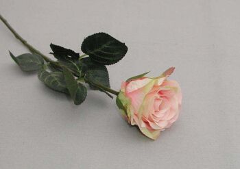 Rose 'Madame', double, L = 37 cm, rose