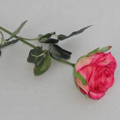 Rosa 'Madame', doppia, L = 37 cm malva