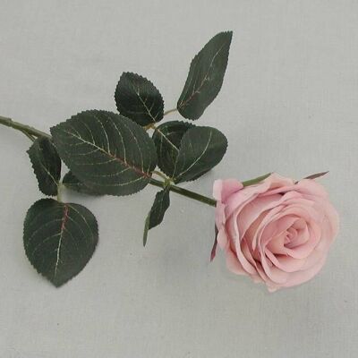 Rosa 'Madame', doppia, L = 37 cm, rosa antico