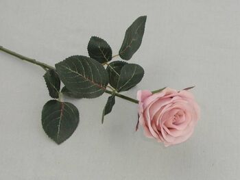Rose 'Madame', double, L = 37 cm, vieux rose